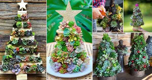 30 encantadores árboles suculentos de Navidad