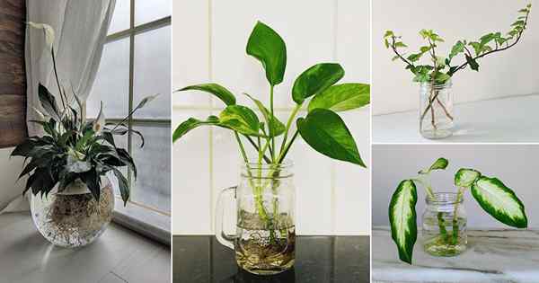 30 atemberaubende Bilder von Pflanzen in einem Glas