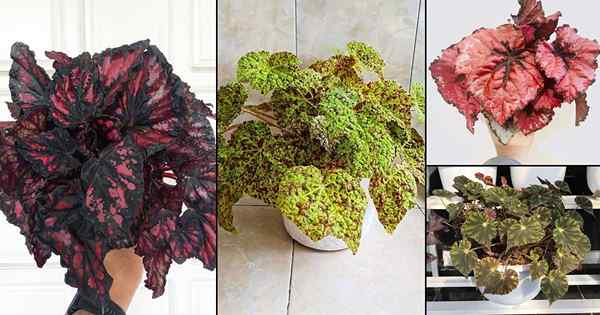 30 tipos impresionantes de variedades de begonia rex