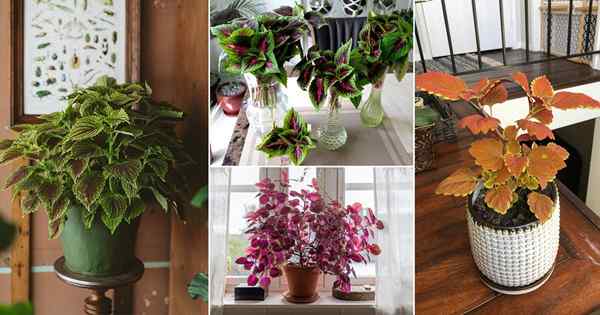 31 gambar coleus indoor paling mengagumkan