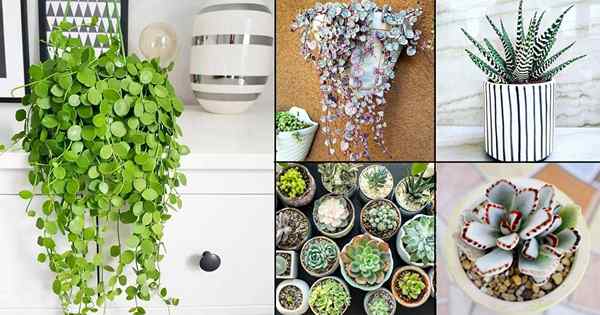 31 jenis succulents anda harus berkembang