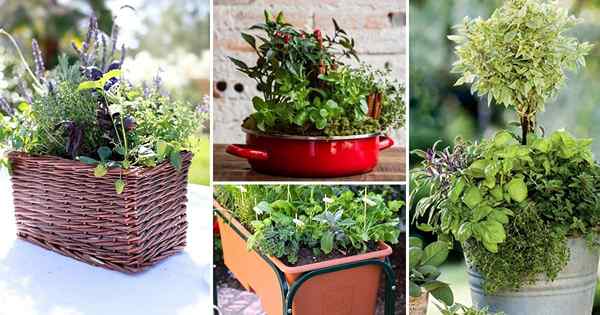 33 Najlepsze kombinacje ogrodu ziołów pojemników do smaku i aromatu