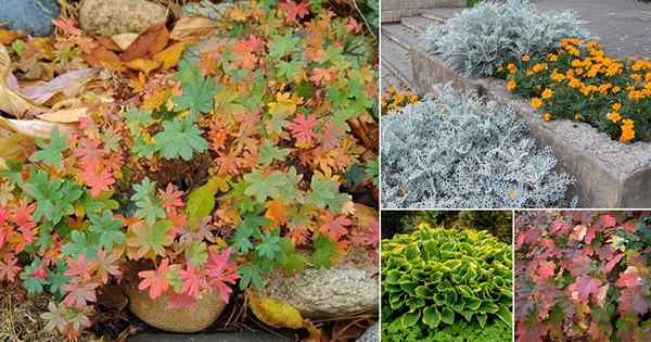 35 hermosas plantas de follaje de otoño