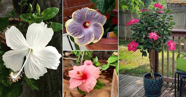 35 belas fotos de hibisco do Instagram