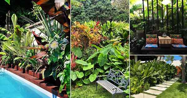 35 piękne tropikalne zdjęcia na podwórku