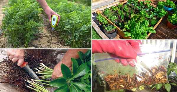 35 trucos para jardín | Consejos inteligentes de jardinería para ahorrar dinero