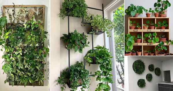 35 Fotos de jardín vertical de la planta de interior para inspiración