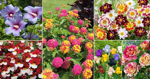 35 Kwiaty wielokolorowe | Najlepsze rodzaje kolorowych kwiatów