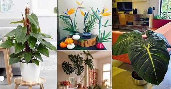 35 Fotos e ideas de plantas de interior tropicales de Instagram
