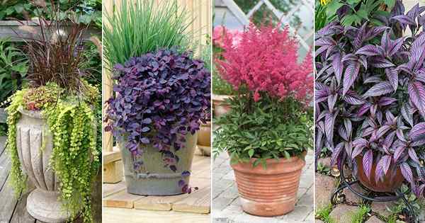 36 Tumbuhan Hiasan Untuk Teduh | Tumbuh -tumbuhan yang berfungsi dengan baik di tempat teduh