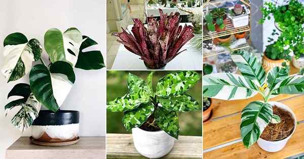 36 Unglaubliche, bunte Innenpflanzen mit Mustern