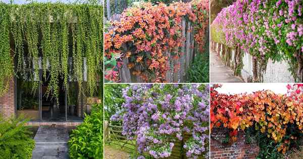 38 najlepszych roślin do pokrycia ogrodzenia i ściany
