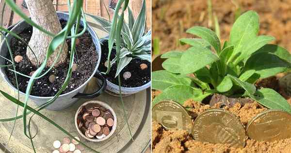 4 Erstaunliche Möglichkeiten, Penny im Garten zu verwenden (#1 ist für gesunde Tomaten)
