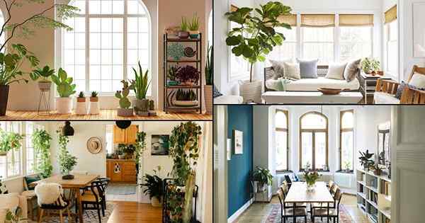 40 idées de plantes intérieures impressionnantes pour les grandes chambres