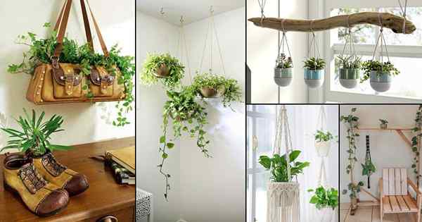 42 clevere Möglichkeiten, Ihre Pflanzen aufzuhängen