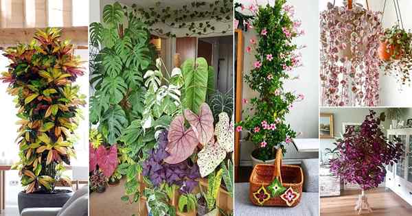 42 ideas llamativas de decoración interior con plantas de interior coloridas