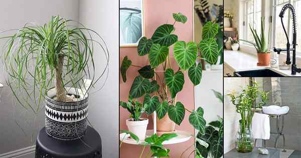 5 mejores plantas de interior para cada habitación de su casa