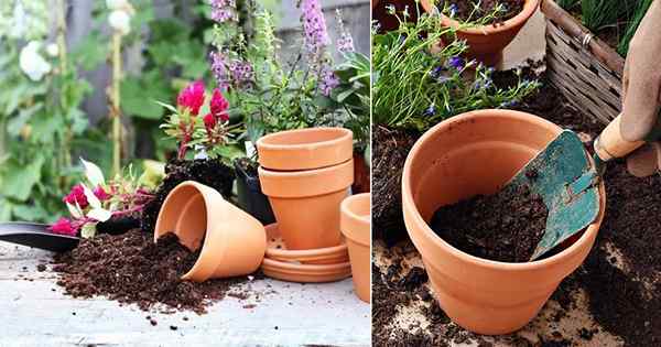 5 Conseils de jardinage des conteneurs (sol) que vous devez savoir maintenant