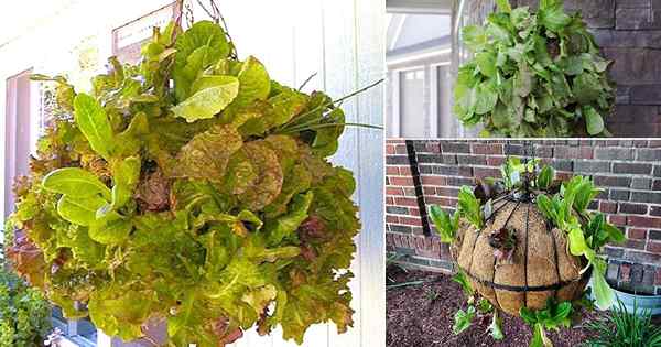 5 DIY Salat Globe Pflanzer Ideen