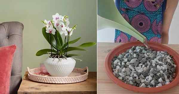 5 idées de plateau d'humidité d'orchidée super cool