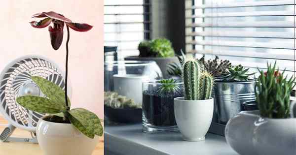5 dicas vitais para melhorar a circulação de ar para plantas domésticas