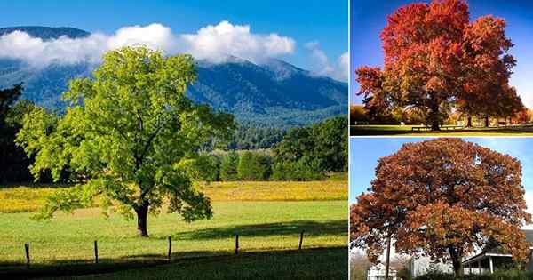 50 Jenis Pohon Oak Terbaik | Varietas pohon ek yang berbeda