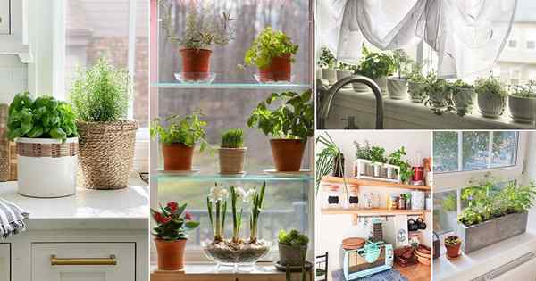 50 Kebun Ramuan Indoor di Instagram