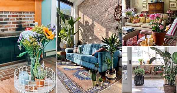 50 plantas de interior ideas de decoración de la sala de estar de Instagram