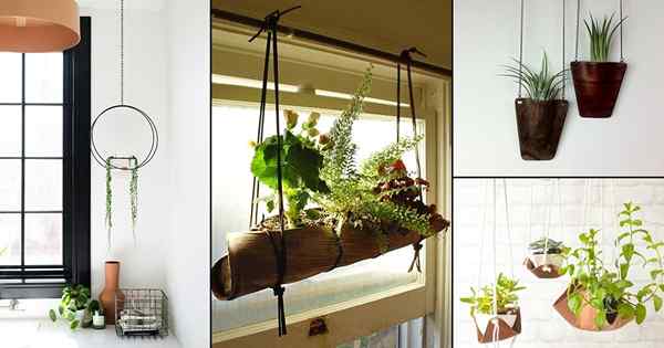 51 Ideas de plantas colgantes de bricolaje en interiores