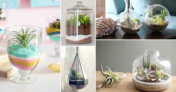 53 Pomysły na terrarium DIY, które zdmuchną ci umysł!