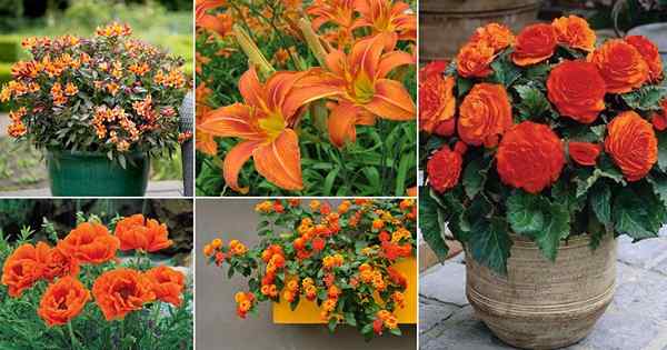 54 melhores tipos de flores laranja | Nomes de flores laranja atraentes