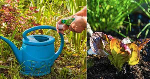 6 recettes probiotiques de plantes bricolages pour un jardin incroyable