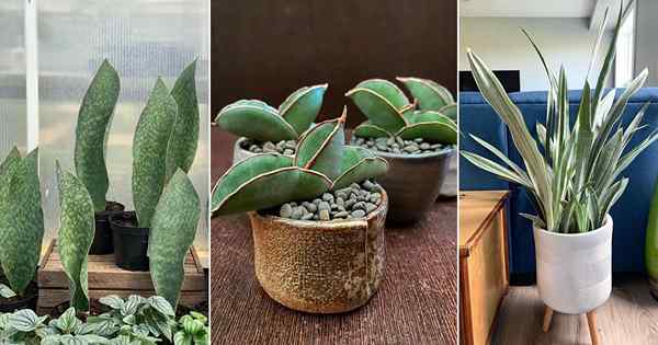 6 Variedades de plantas de cobra mais únicas e modernas