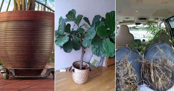 6 petua mengenai cara mengangkut houseplants besar