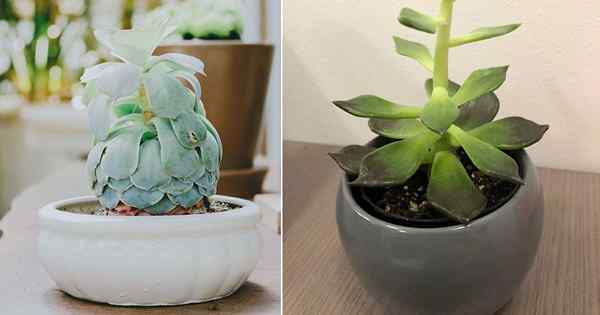 6 Tips Teratas untuk Memperbaiki Succulents yang Terpegang dan Dongy