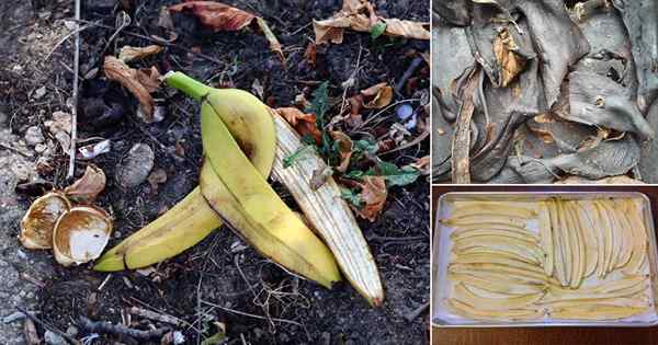 6 façons d'utiliser des pelures de banane séchés comme engrais