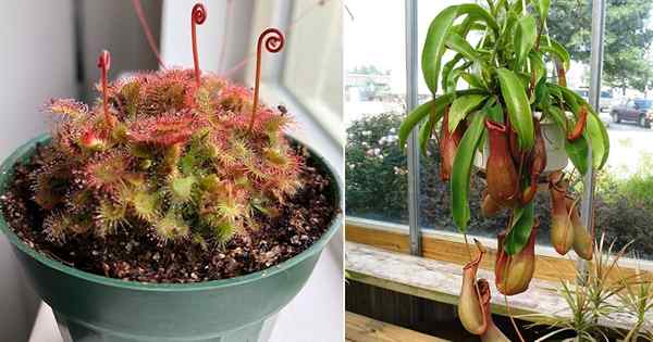6 plantes bizarres à mouches et comment les faire pousser
