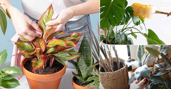 7 Dicas básicas para limpar suas plantas de casa + 3 sugestões de bônus!