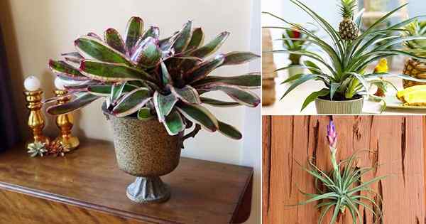 7 najlepszych bromeliad każdy może łatwo rosnąć w pomieszczeniu
