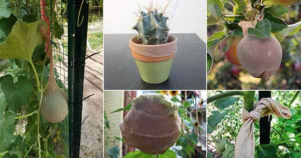 7 DIY Strumpf & Strumpfhosenhacks für den Garten!