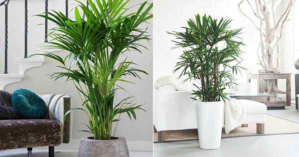 7 schwache Indoor -Palmen, die kein Sonnenlicht benötigen!