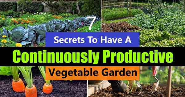 7 Geheimnisse, um einen kontinuierlich produktiven Gemüsegarten zu haben