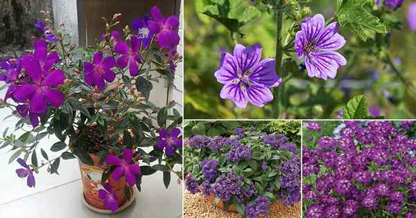 76 types de fleurs violettes | Noms de fleurs violettes