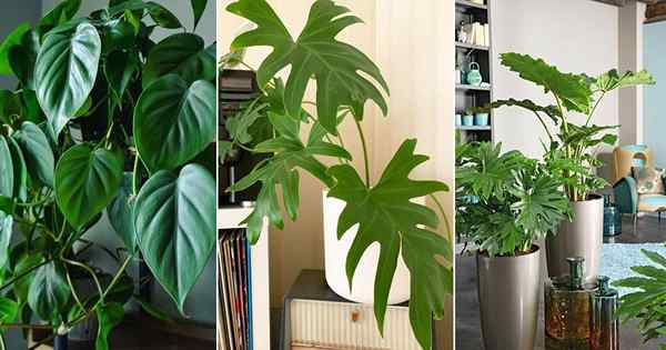 8 Fantastische Indoor -Philodendron -Vorteile
