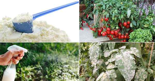 8 usos fantásticos de leche en polvo en el jardín