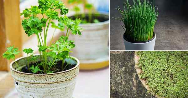 8 hierbas que crecen sin luz solar | Hierbas que les gusta la sombra