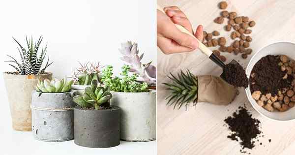 8 Tips Repotting Succulent yang Penting