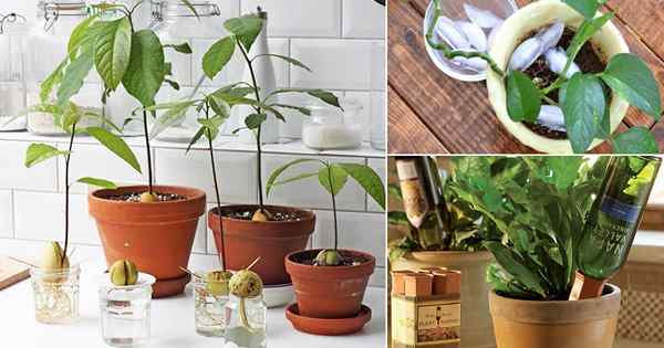 8 truques de plantas estranhas para jardineiros inteligentes