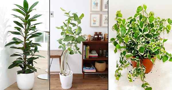 8 Arten von Innenficus -Pflanzen | Beste Ficus -Bäume für Zuhause