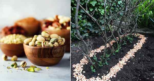 8 usos de conchas de pistacho en el jardín